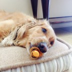 A Case For Animal Cognition