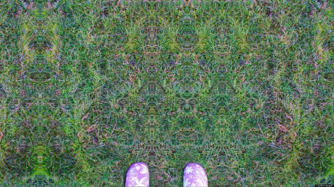 lsd grass