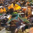 The Altruist and The Psychopath