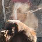 Cultural Evolution and Failed Replication