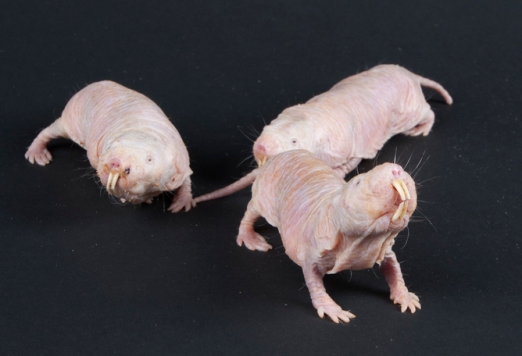 Naked Mole-rat