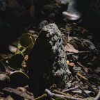 Schizodelic Nonsense