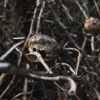 Tribalism of the Addict