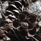 DMT For Brain Injury: Concerns