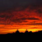 The Evolution of Death