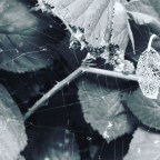 Attention as the Mechanism of Dissociation